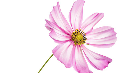 Obraz premium Emperase flower, white background