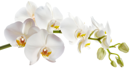 orchid flower white background