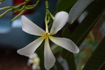 Fototapeta premium Plumeria nestled among green foliage next to a parked car
