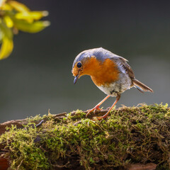 Selective focus shot of a robin bird perched on a tree branch