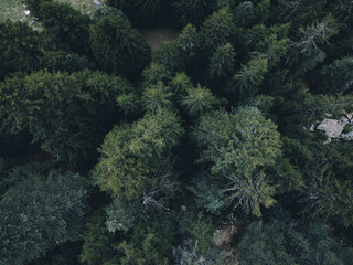 Aerial view of green trees of Swiss Alps