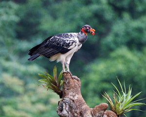 Closeup of a King Vulture on a branch in Costa Rica