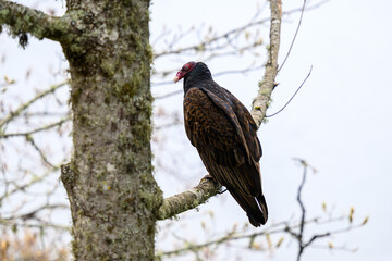 Turkey vulture perched on a tree branch