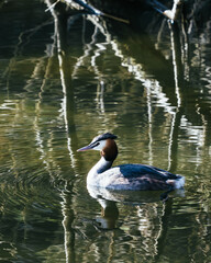 Bird swimming in a pond surrounded by trees