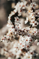 a flowered tree branch next to a leafy tree