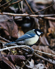 a small bird sitting on a branch in the woods and leaves