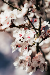 an image of white flowers growing on the tree branches outside