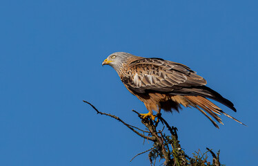 Red kite perched on a tree branch.