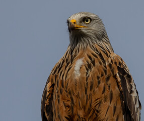 Closeup shot of a red kite.