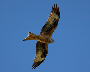 Red kite soaring with wings extended high in the sky.