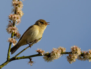 Warbler perched on a tree branch gazing upward.