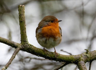 European robin bird perched on a tree branch.