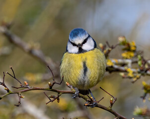 Eurasian blue tit perched on a budding tree branch.