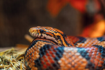 Closeup of a snake at a zoo