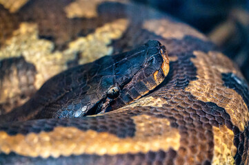 Fototapeta premium Closeup of a snake at a zoo