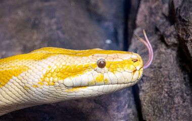 Closeup of a yellow snake at a zoo