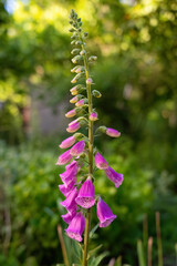 Digitalis purpurea blooming in garden