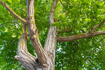 Trunk and foliage of an old walnut tree