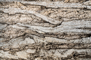 Walnut tree bark background