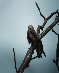 Eagle perched on a bare tree branch, surveying its surroundings