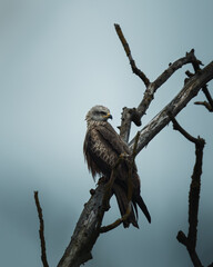 an eagle sitting on top of a dead tree branch looking around