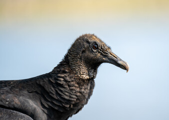 Closeup shot of details on a beautiful black vulture bird