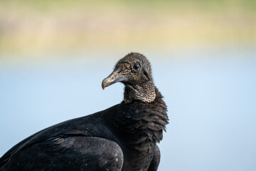 Closeup shot of details on a beautiful black vulture bird