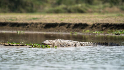 Crocodile resting in a tranquil waterway over a lake