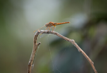 Selective focus shot of an orange scarlet skimmer dragonfly on a branch