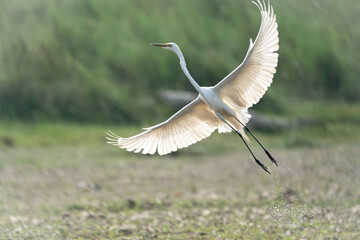 Great egret flying gracefully over water with wings extended
