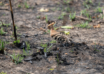 Closeup shot of a Eurasian hoopoe bird perched on muddy land © Wirestock