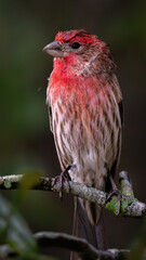 a bird perched on top of a tree branch near some leaves
