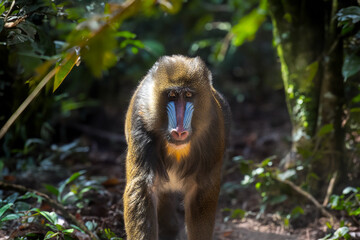 Closeup of a monkey in a jungle