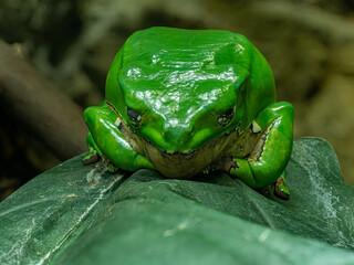 Closeup of a green frog perched on a leaf