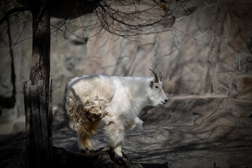 Mountain goat walking at a zoo
