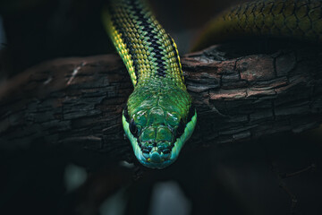 Closeup of a green snake on a tree