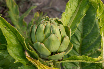 Obraz premium Vertical close-up shot of a fresh, large green artichoke