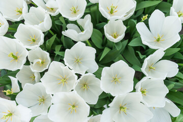 Closeup shot of many blooming beautiful vibrant white tulip flowers