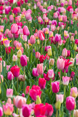 Fototapeta premium Closeup shot of many blooming beautiful vibrant colorful tulip flowers