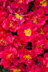 Closeup shot of many blooming beautiful vibrant pink tulip flowers