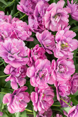 Closeup shot of many blooming beautiful vibrant pink flowers