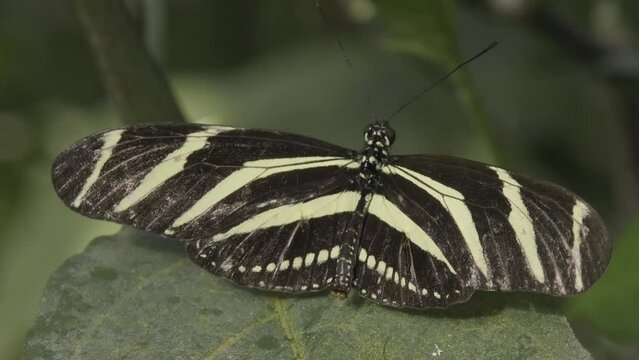 Close-up shot of a Zebra Longwing with open wings on a dusty leaf.
