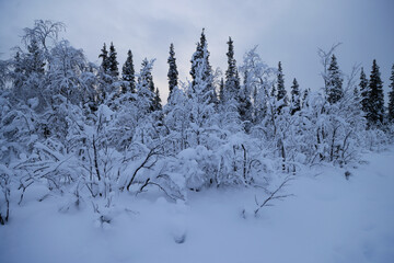 Scenic view of now-covered pine trees in a forest