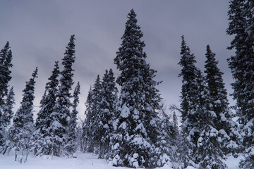 Scenic view of now-covered pine trees in a forest