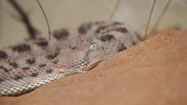 Closeup footage of Saharan horned viper snake on the sand on a sunny day against blur background