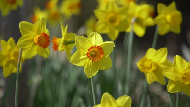 Closeup footage of beautiful Jonquil flowers lightened by the sun against blur background