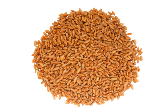 Organic peeled spelt grains isolated on a transparent background