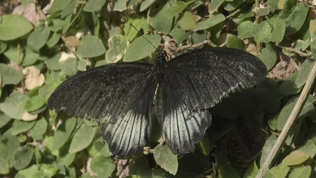 Close-up shot of Papilio memnon standing on the ground covered with small leaves.