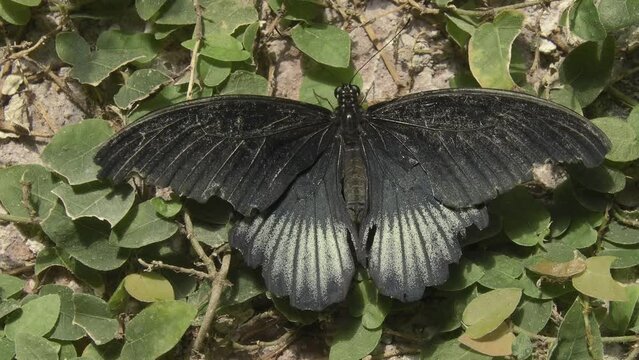 Close-up shot of Papilio memnon perched on the ground, surrounded by tiny leaves.
