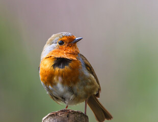 Close-up of a tiny orange Robin perched on a tree
